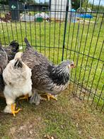 De nombreuses poules Brahma, Animaux & Accessoires