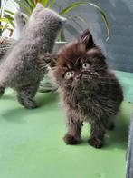 Chatons britanniques à poil long avec pedigree, Plusieurs animaux, Vermifugé, 0 à 2 ans