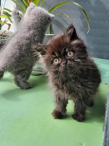 Chatons britanniques à poil long avec pedigree  disponible aux enchères