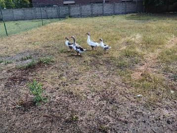 Vlaamse ganzen, Plusieurs animaux, Oie ou Cygne