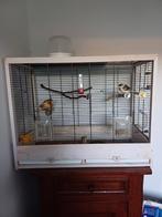 Vogelhok + koppel kanaries, Ophalen, Zo goed als nieuw