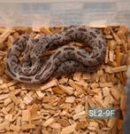 Rattenslangen NK25, Slang, Tam, 0 tot 2 jaar