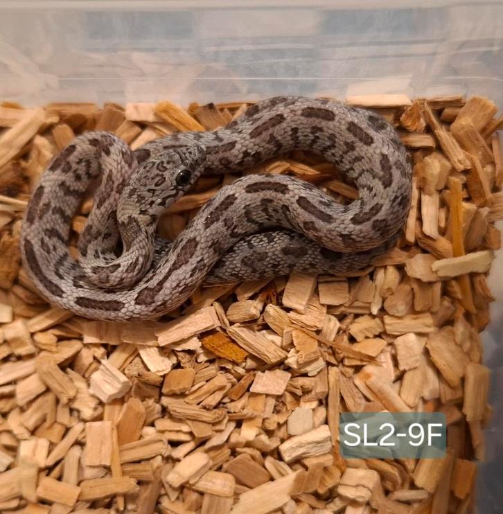 Rattenslangen NK25, Dieren en Toebehoren, Reptielen en Amfibieën, Slang, 0 tot 2 jaar, Tam