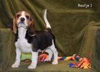 Heel mooie Beagle pupjes, België, Beagle, CDV (hondenziekte), 8 tot 15 weken
