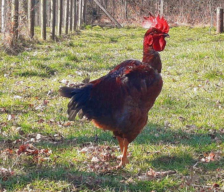 Haan naakthals, Animaux & Accessoires, Volatiles, Poule ou poulet, Mâle