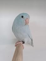 Forpus yellam blauw, Femelle, Perruche, Bagué