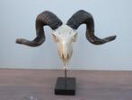 RAM SCHEDEL op hardstenen sokkel - ref. K (gewei), Enlèvement ou Envoi, Neuf, Animal de ferme, Crâne