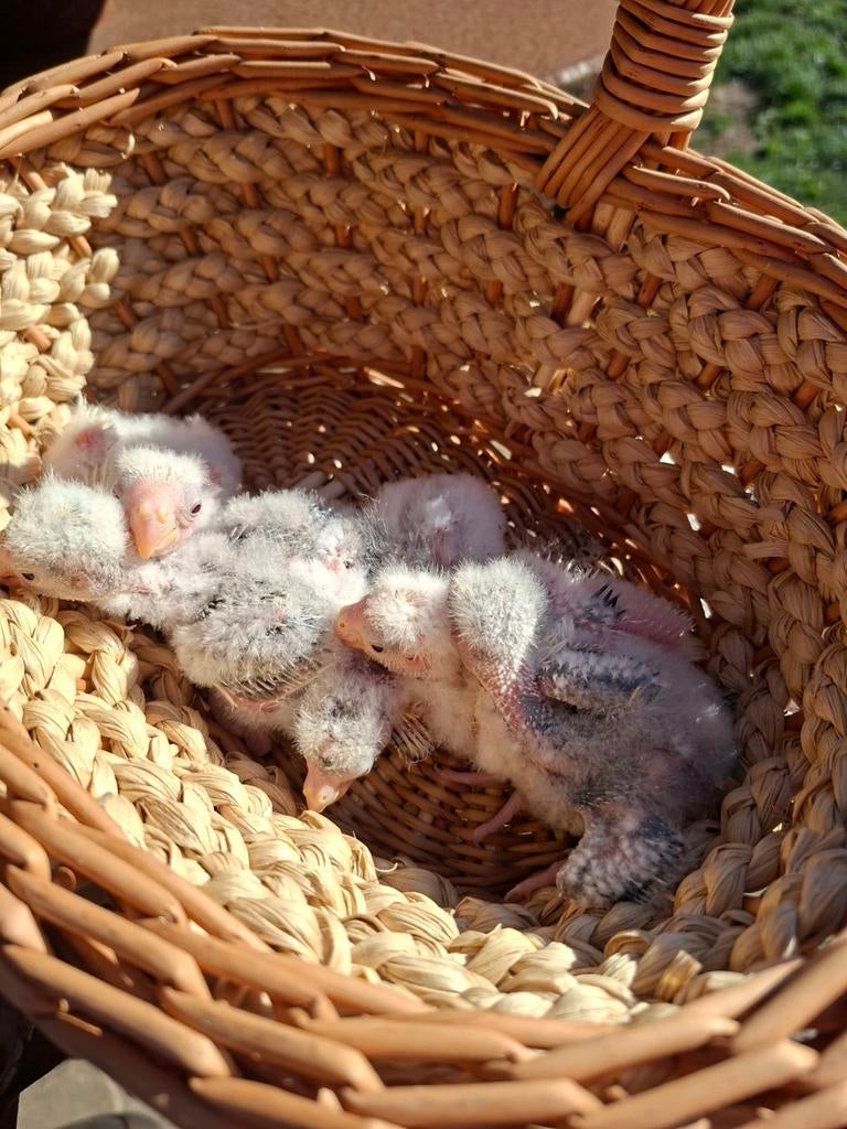 Kakariki's om handtam te maken, Geslacht onbekend, Parkiet, Geringd