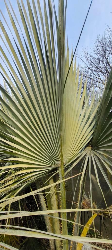 Brahea Armata, Tuin en Terras, Planten | Bomen, Ophalen