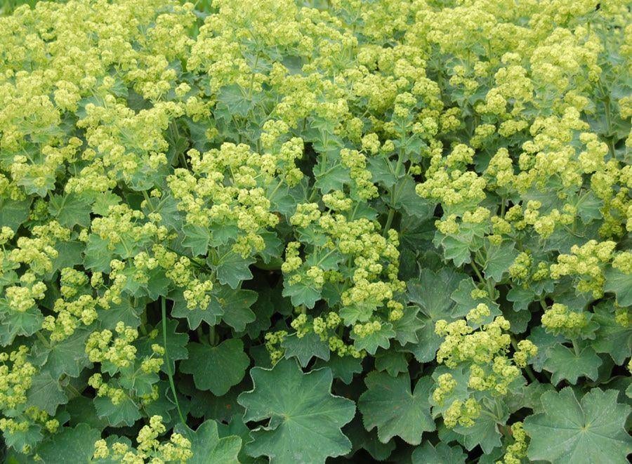 achimela mollis of vrouwenmantel in pot, Tuin en Terras, Ophalen, Vaste plant