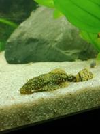 Jonge ancistrus man wildkleur, Dieren en Toebehoren