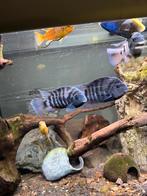 Vissen te koop, Dieren en Toebehoren