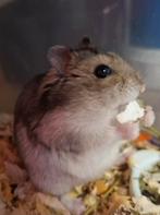 Russische en Roborovski dwerghamsters, Dieren en Toebehoren, December, Meerdere dieren