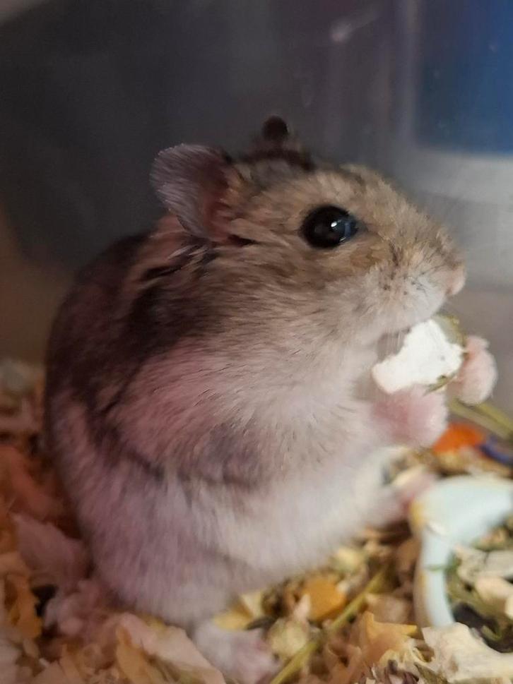 Russische en Roborovski dwerghamsters, Animaux & Accessoires, Rongeurs, Plusieurs animaux, Décembre