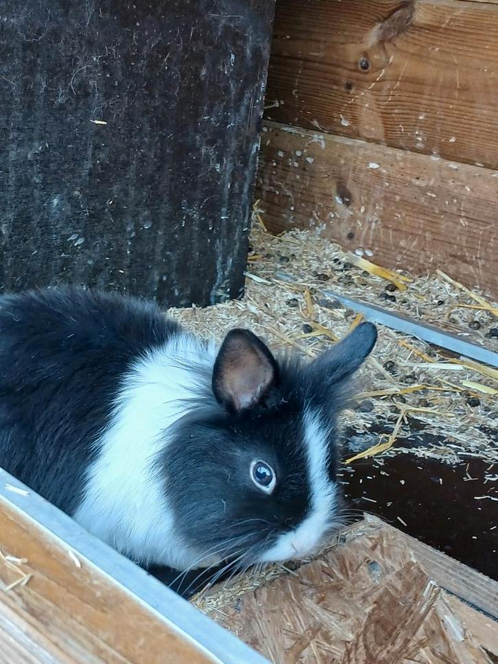 Dwergkonijn leeuwenkopje, Animaux & Accessoires, Lapins