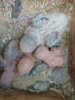 Agapornis roseicollie handtamme  babys, Dieren en Toebehoren