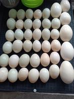 Verschillende eenden en ganzen eieren om op te eten, Ophalen