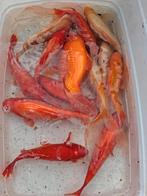 11 goudvissen 20 cm.  50€, Ophalen