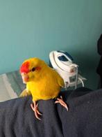 handtamme kakariki, Plusieurs animaux, Perruche, Domestique