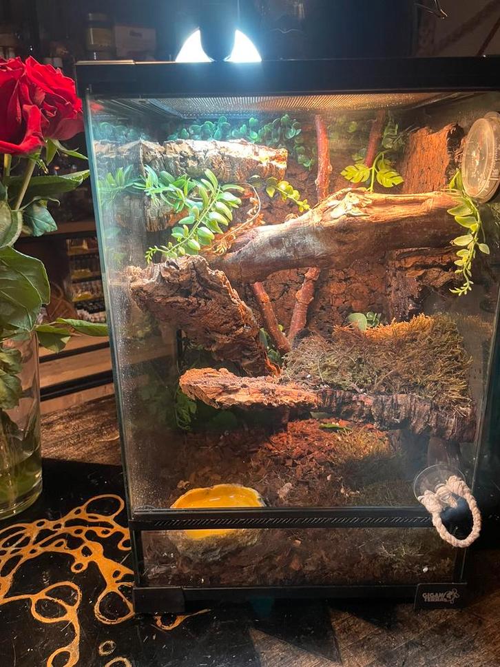 Terraria; van klein tot middelgroot. + alle extras, Collections, Collections Animaux, Comme neuf, Envoi