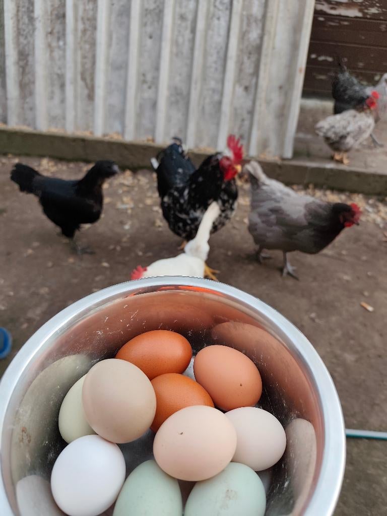 Broedeieren bevruchte eieren, Sexe inconnu, Poule ou poulet