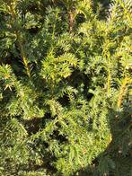 TAXUS BACCAT, Enlèvement, Buis