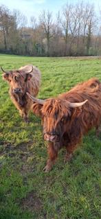 2 Schotse Hooglander vaarzen
