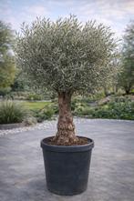 Olijfboom Olea Europaea met oude grillige stam- Op voorraad, Enlèvement, Olivier