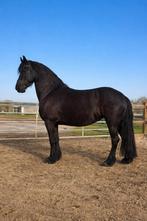 Mooie Friese merrie. Getuigd en gereden., Dieren en Toebehoren, Paarden, Merrie