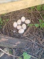 Eieren van barbrieeenden muskuseenden  te koop, Dieren en Toebehoren, Pluimvee, Meerdere dieren, Eend