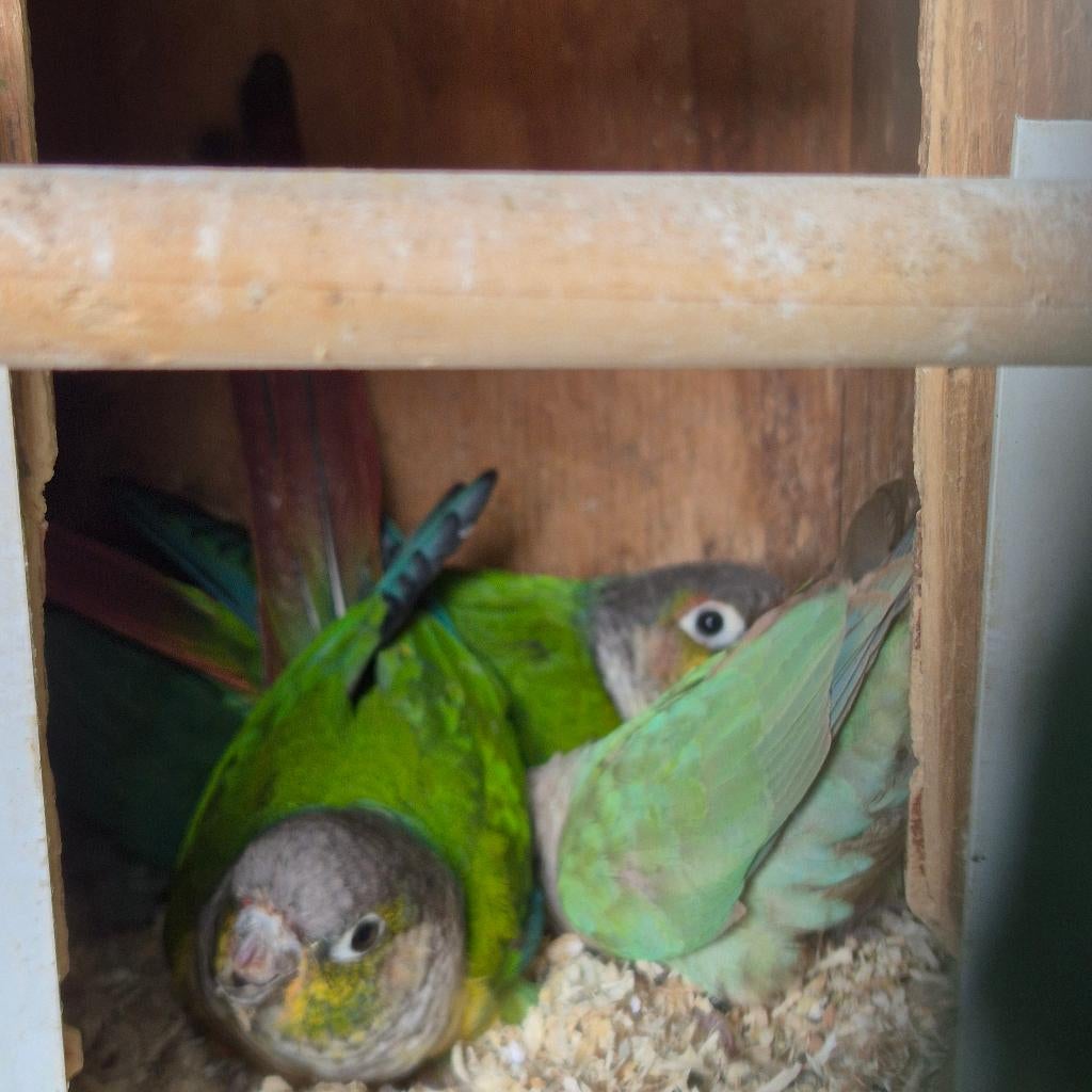 Pyrhurras, Animaux & Accessoires, Plusieurs animaux, Perroquet, Bagué