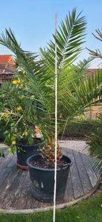 Palmboom phoenix canariensis ., Tuin en Terras, Ophalen, Palmboom, 100 tot 250 cm