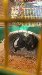 Twee cavia mannetjes + toebehoren, Cavia, Augustus, Mannelijk, Tam