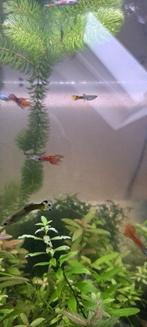 Mannelijke guppy's, Animaux & Accessoires, Poisson, Poisson d'eau douce