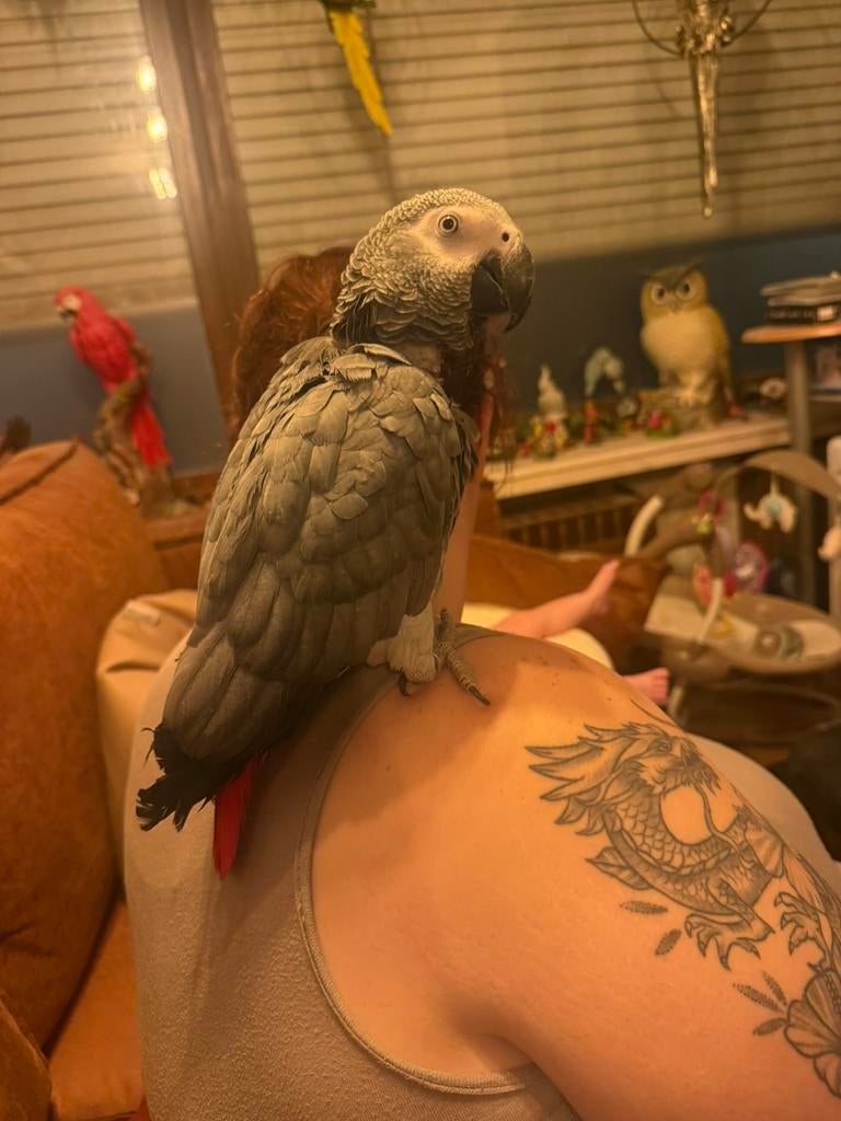 Handtamme grijze roodstaart pop 2 jaar oud, Dieren en Toebehoren, Vogels | Parkieten en Papegaaien, Vrouwelijk, Papegaai, Pratend