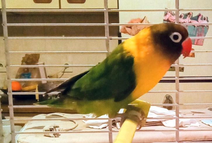 Agaporide, Dieren en Toebehoren, Vogels | Parkieten en Papegaaien, Dwergpapegaai of Agapornis, Tam