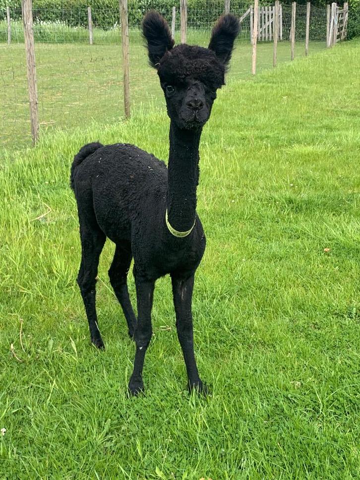 Zwarte Alpaca Dekhengst – MVT Quicksilver, Dieren en Toebehoren, Overige Dieren, Mannelijk, Augustus