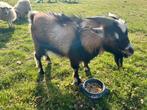Dwerggeit, Dieren en Toebehoren, Mannelijk, Geit, 0 tot 2 jaar