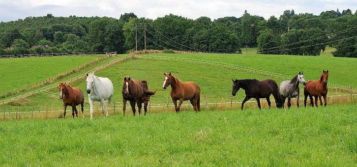 Petits ballots de foin Bio récoltés en  2025 pour chevaux., Articles professionnels, Agriculture | Aliments pour bétail, Enlèvement
