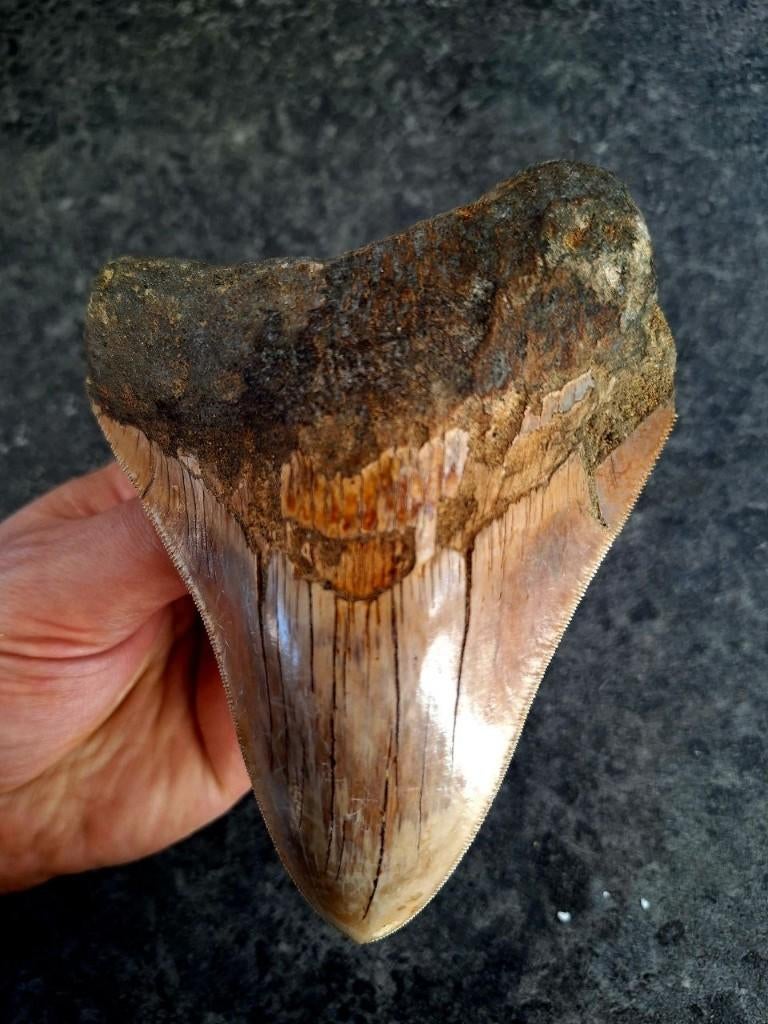 zeer grote Megalodon tand indonesia 13.3x10x2.6, Ophalen of Verzenden, Fossiel