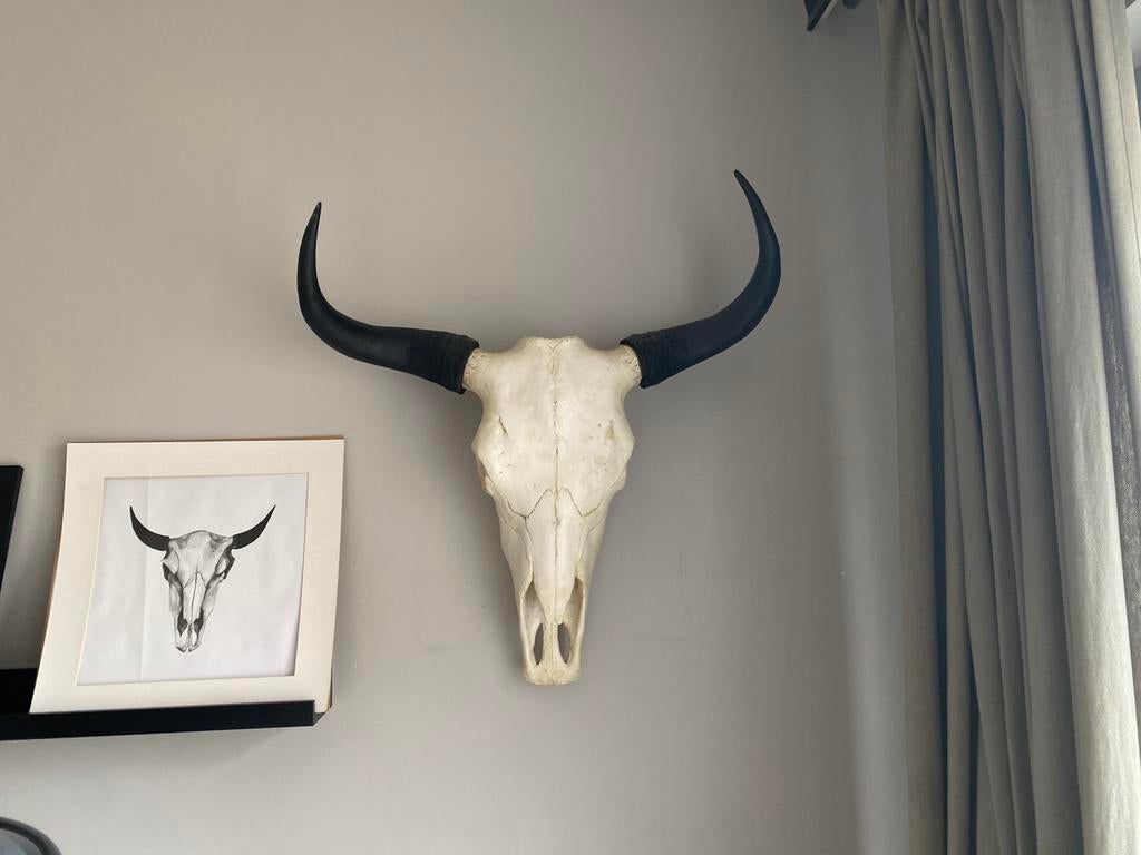 Dierenkop in kunststof 50/50, Ophalen, Zo goed als nieuw