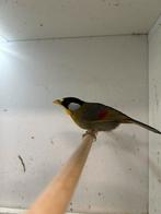 0-1 zilveroor nachtegaal ( in nl ), Dieren en Toebehoren, Vogels | Overige Vogels, Vrouwelijk, Tropenvogel, Geringd