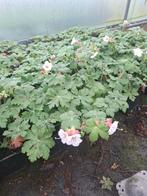 geranium macrorrhizum 'spessart, Jardin & Terrasse, Plantes | Jardin, Printemps, Couvre-sol, Enlèvement, Plante fixe