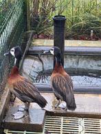 Witwang fluiteend, Dieren en Toebehoren