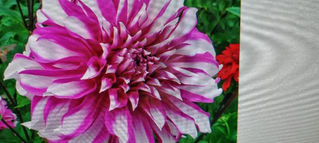 Dahlia, Ophalen of Verzenden, Voorjaar, Volle zon, Knol