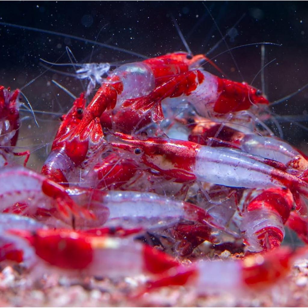 Red Rilli Garnaal Aquarium Neocaridina