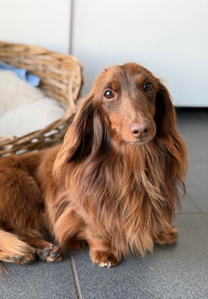 Teckel reu, langharig, 5 jaar, Dieren en Toebehoren, Honden | Teckels en Dashonden, Reu, Langhaar, Dwerg, Fokker | Hobbymatig