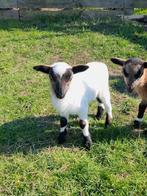 Kameroen schapen, Mâle, Mouton, 0 à 2 ans