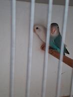 Roseicollis-agapornis-dwergpapegaaien, Dieren en Toebehoren, Vogels | Parkieten en Papegaaien, Meerdere dieren, Dwergpapegaai of Agapornis