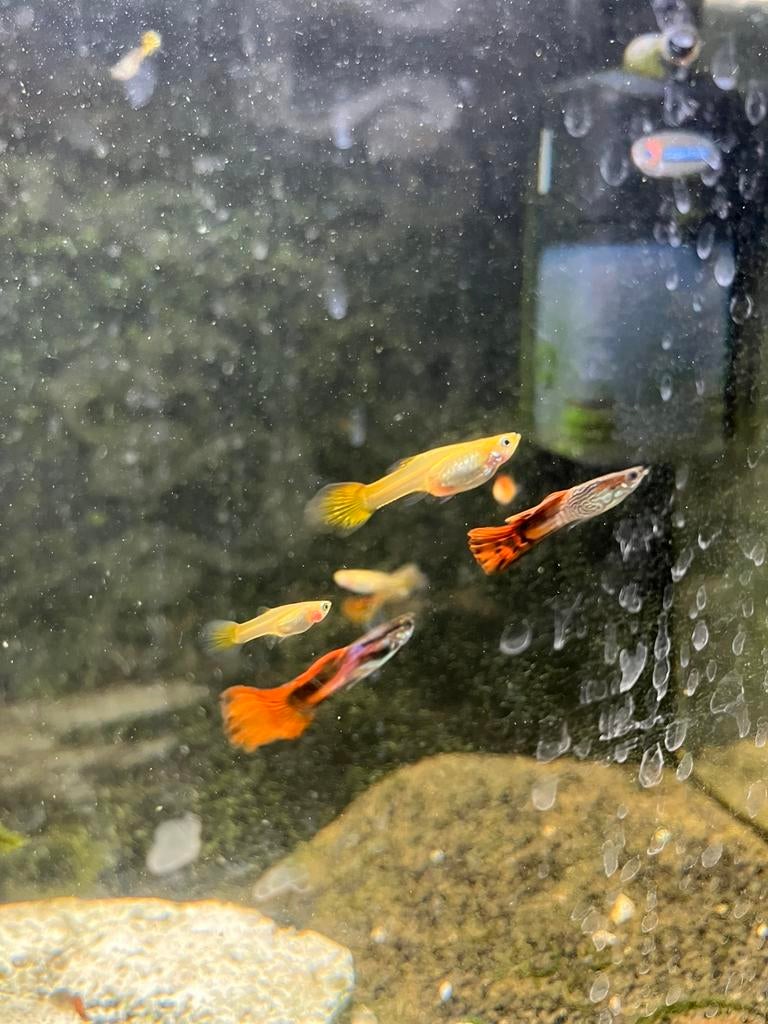 Guppies - gratis, Dieren en Toebehoren, Vissen | Aquariumvissen, Vis, Zoetwatervis